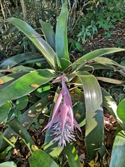 Aechmea mcvaughii