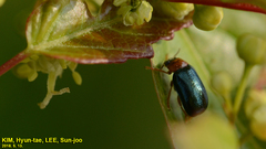 Smaragdina semiaurantiaca