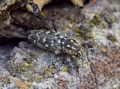 Xylotrechus rusticus