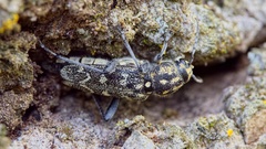 Xylotrechus rusticus