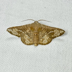 Canaea hyalospila