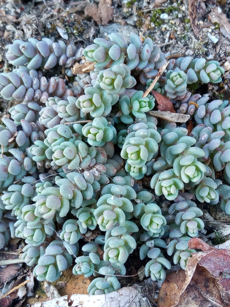 Sedum corsicum Duby 3