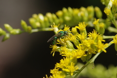 Augochloropsis viridula