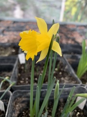 Narcissus confusus