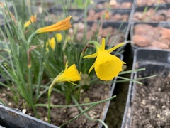 Narcissus bulbocodium graellsii