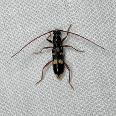 Coleocoptus senio