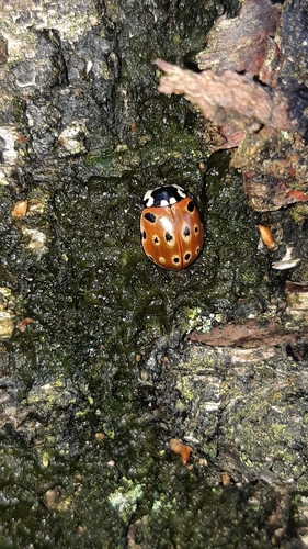 Eyed ladybird