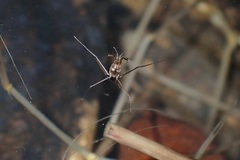 Metrocoris lituratus