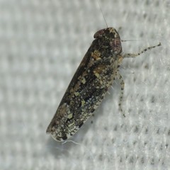 Dixianus utahnus