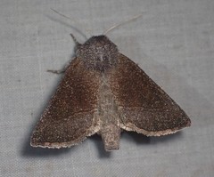 Papaipema maritima
