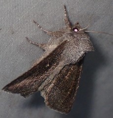 Papaipema maritima