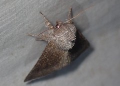 Papaipema maritima