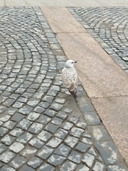 Larus argentatus