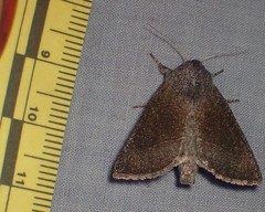 Papaipema maritima