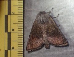 Papaipema maritima
