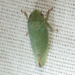 Hamana herbida
