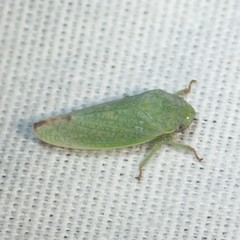 Hamana herbida