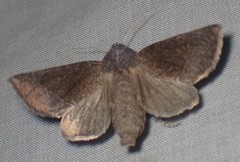 Papaipema maritima