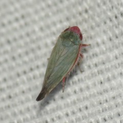 Acinopterus rubicundus