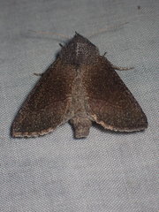 Papaipema maritima