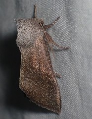 Papaipema maritima