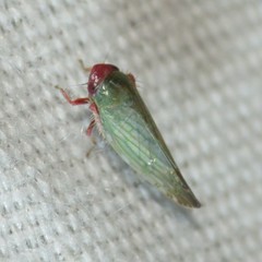 Acinopterus rubicundus