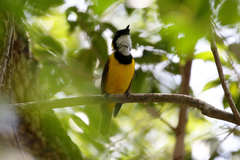 Melanesian Whistler photo 2