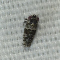 Lycioides condalianus