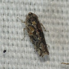 Dixianus utahnus