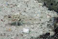 Fusigobius duospilus