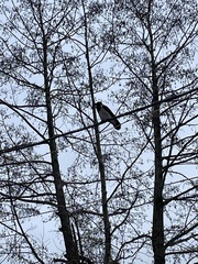 Corvus cornix