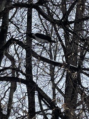 Corvus cornix