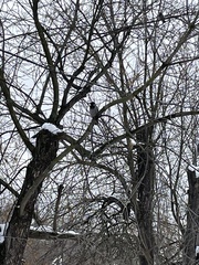Corvus cornix