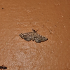 Nacoleia rhoeoalis
