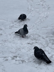 Columba livia domestica