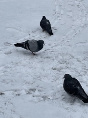 Columba livia domestica