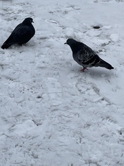 Columba livia domestica