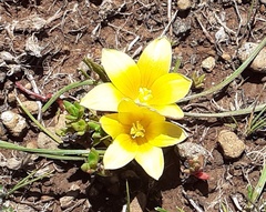 Romulea macowanii