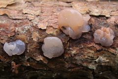 Naematelia encephala