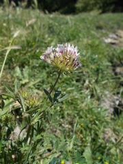 Trifolium obtusiflorum