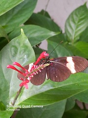 Heliconius erato adana