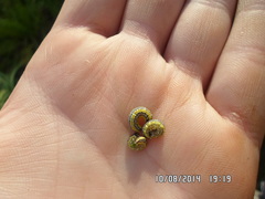 Evergestis forficalis