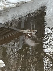 Passer domesticus