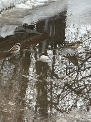 Passer domesticus