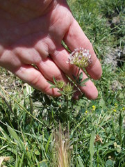 Trifolium obtusiflorum
