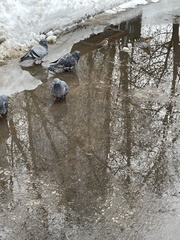 Columba livia domestica