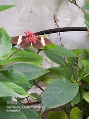 Heliconius erato adana