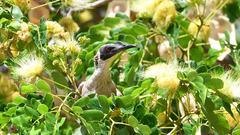 Philemon argenticeps