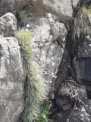 Dianthus basuticus