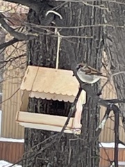 Passer domesticus